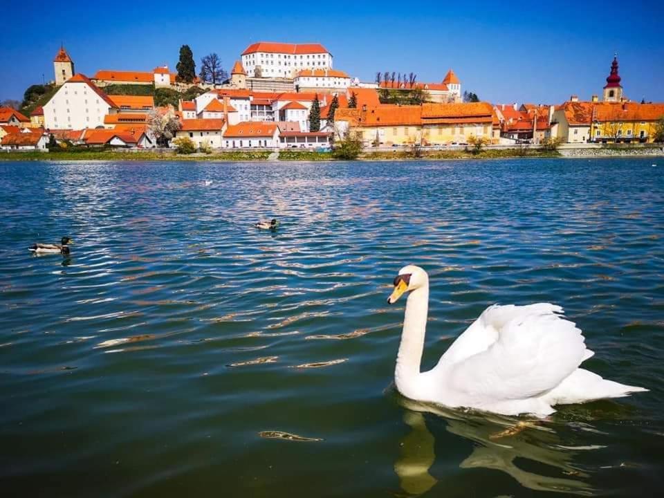 Hostel Sonce Ptuj Dış mekan fotoğraf